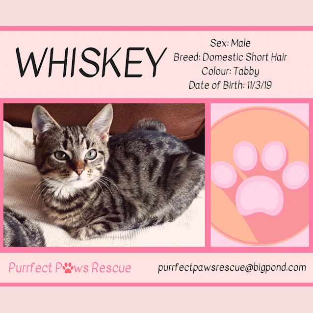Photo of Whiskey