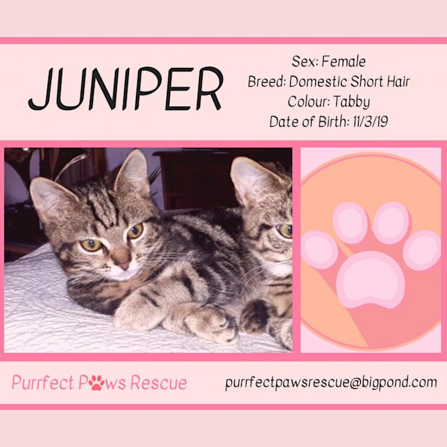 Photo of Juniper