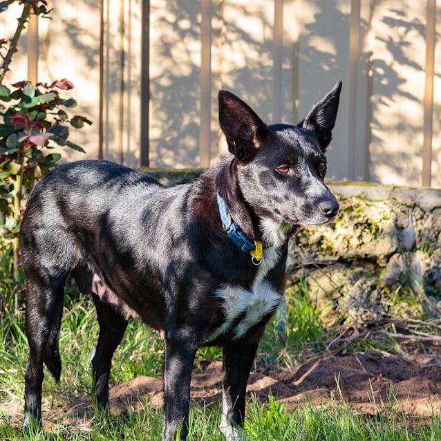 Photo of Kipper D0026