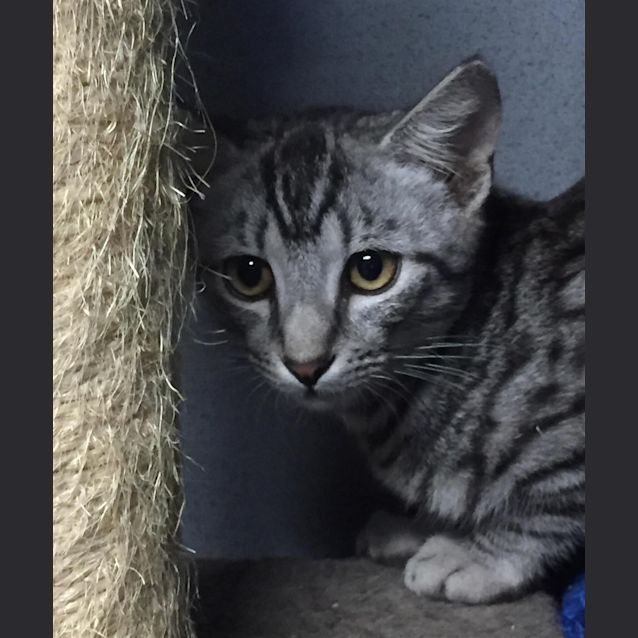 Photo of Oliver