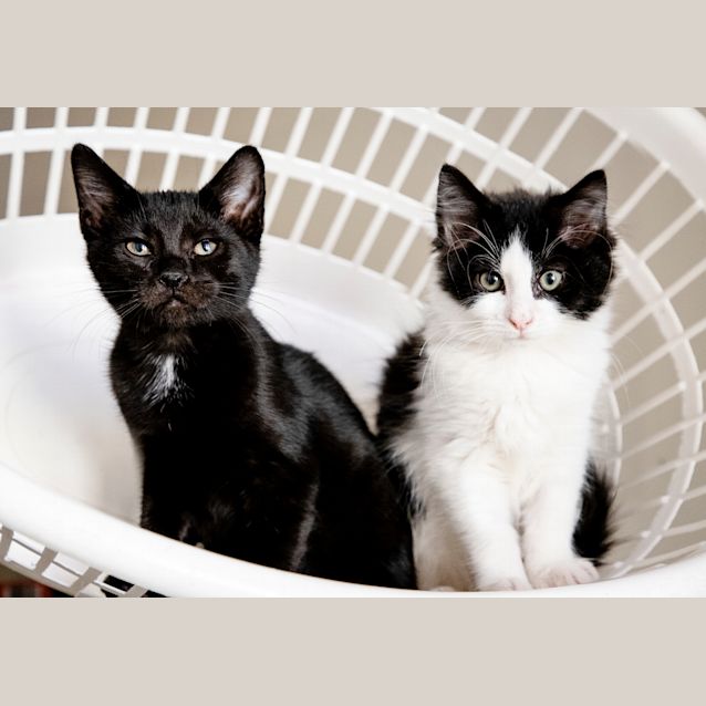 Photo of Onyx And Bandit