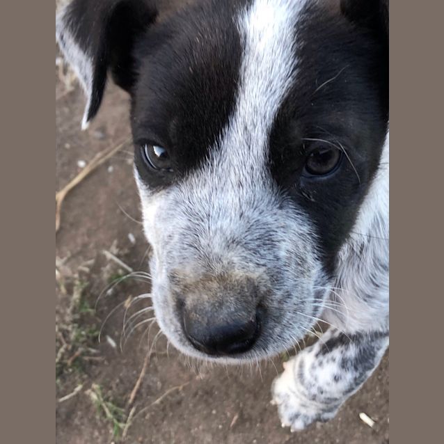 Photo of Bodhi ~ Cattle Dog X Puppy (On Trial 23/8/19)