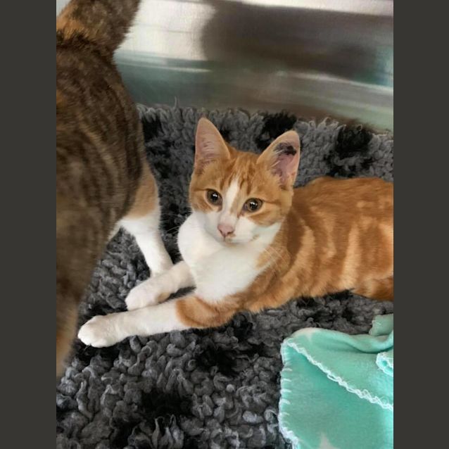 Photo of Mork **2nd Chance Cat Rescue**