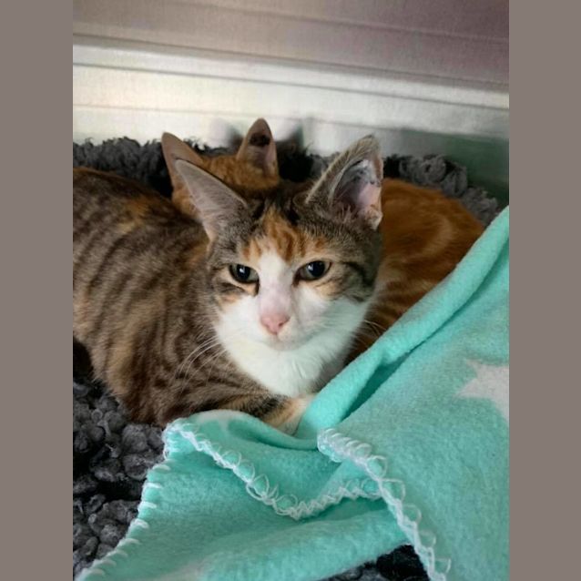 Photo of Mindy **2nd Chance Cat Rescue**