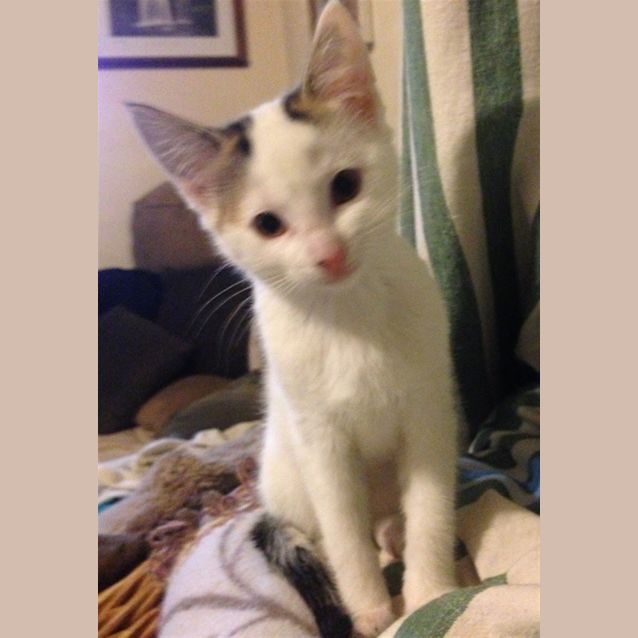 Photo of Oscar