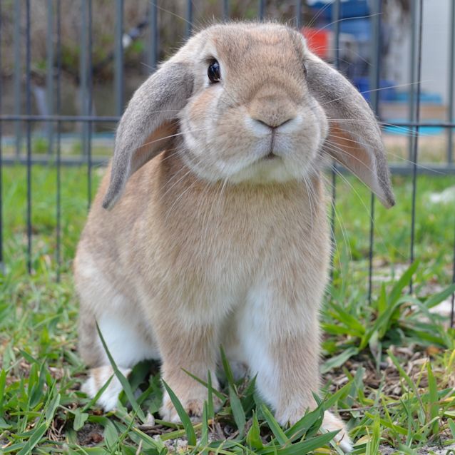 Photo of Lady Tabitha