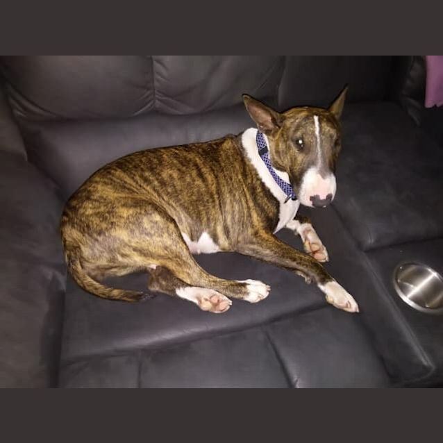 Photo of Jewel   Foster Carer Needed