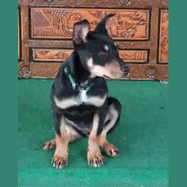 Photo of Bronte  ** On Trial **