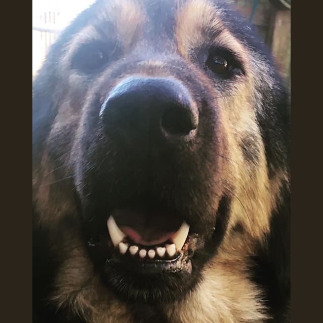Photo of Sheba