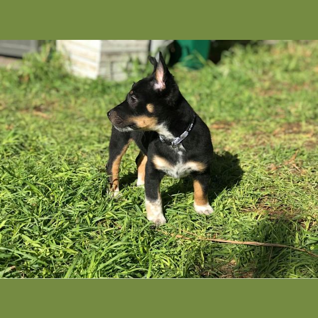 Photo of Anubis