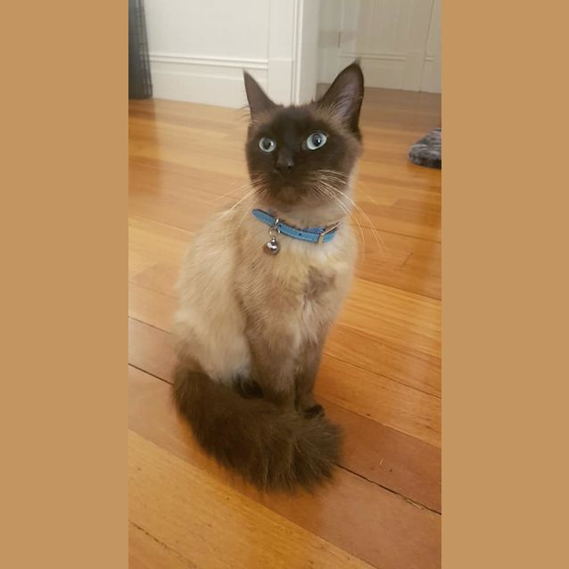 Photo of Jinxy