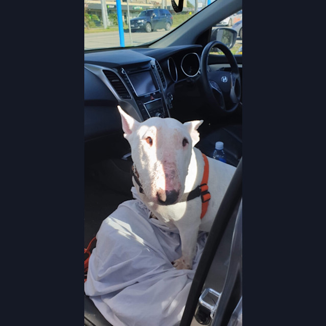 Photo of Mitzi   Foster Care Needed