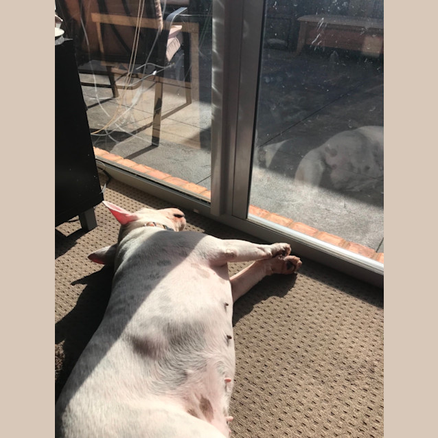 Photo of Mitzi   Foster Care Needed