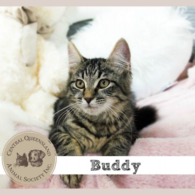 Photo of Buddy