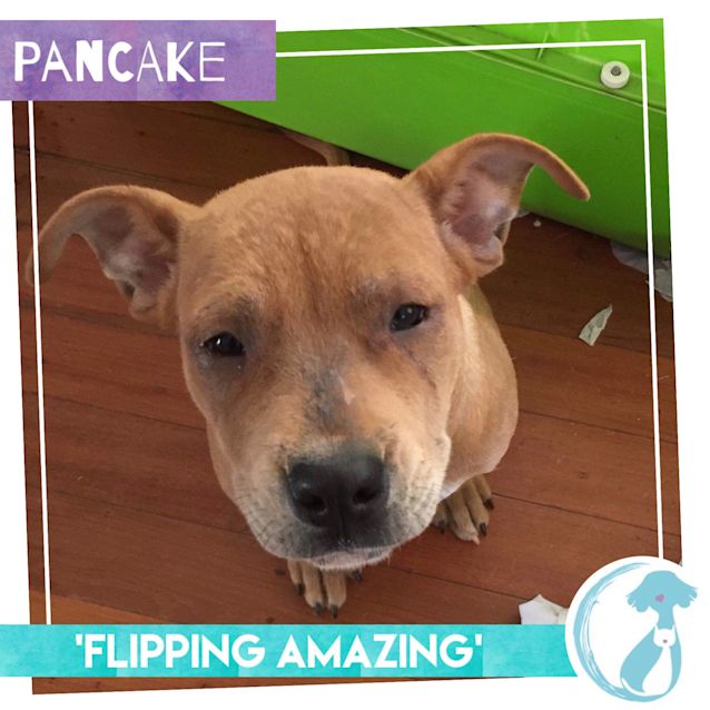 Photo of Pancake