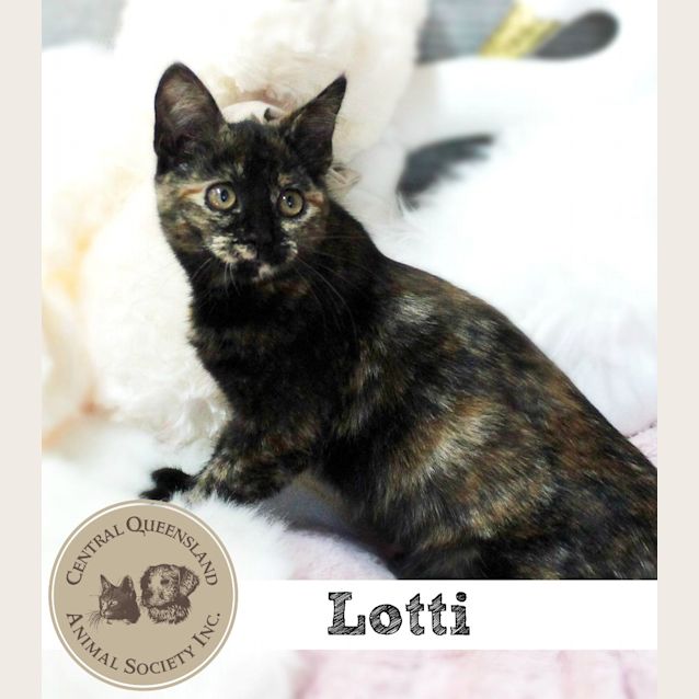 Photo of Lotti