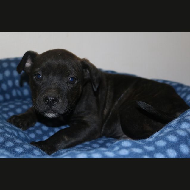 Photo of Charlie