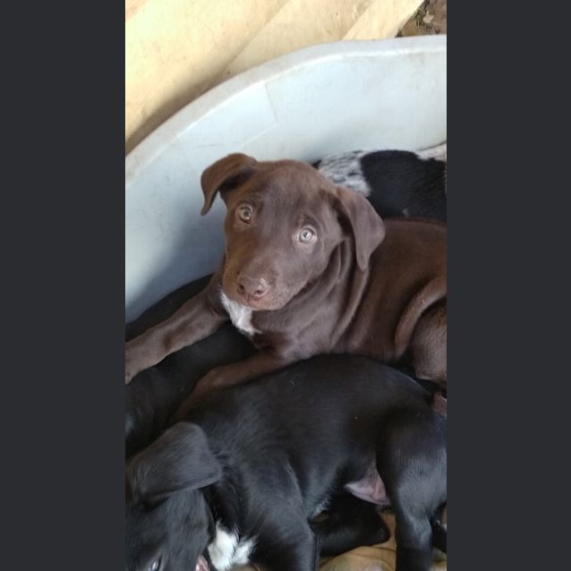 Photo of Milo 