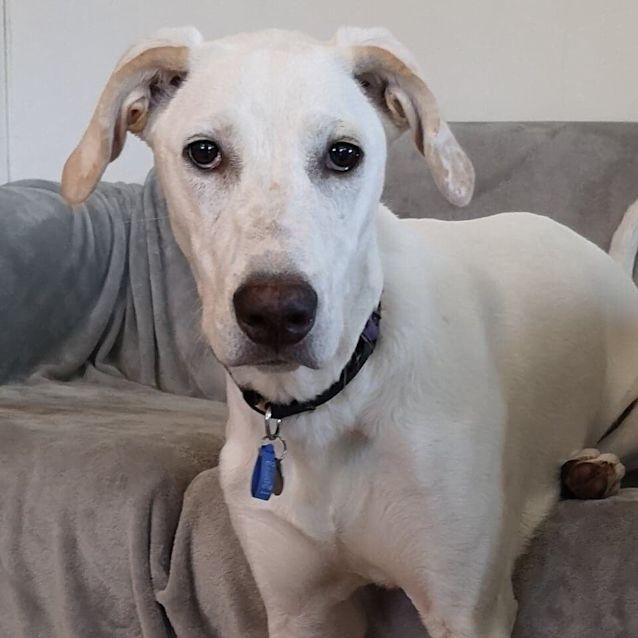 Photo of Nala