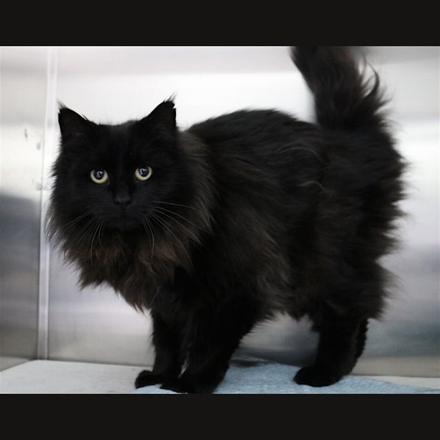 Photo of Cleo