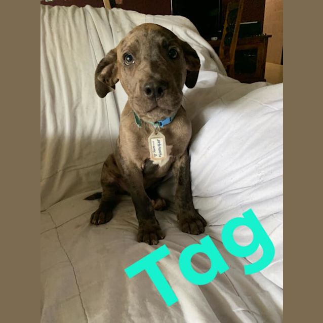 Photo of Tag