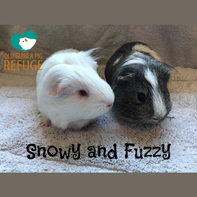 Photo of Snowy And Fuzzy