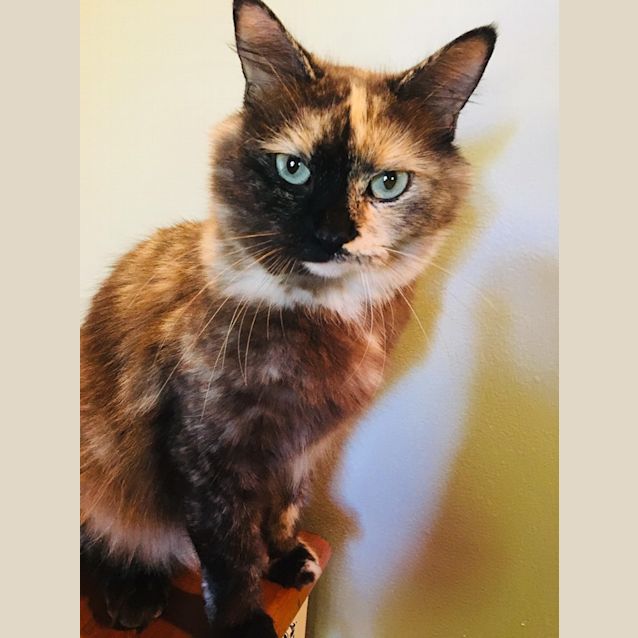 Photo of Tessa 