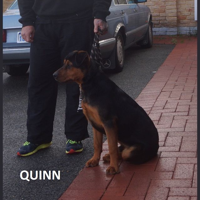 Photo of Quinn