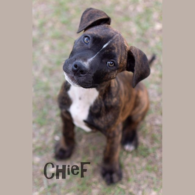 Photo of Chief