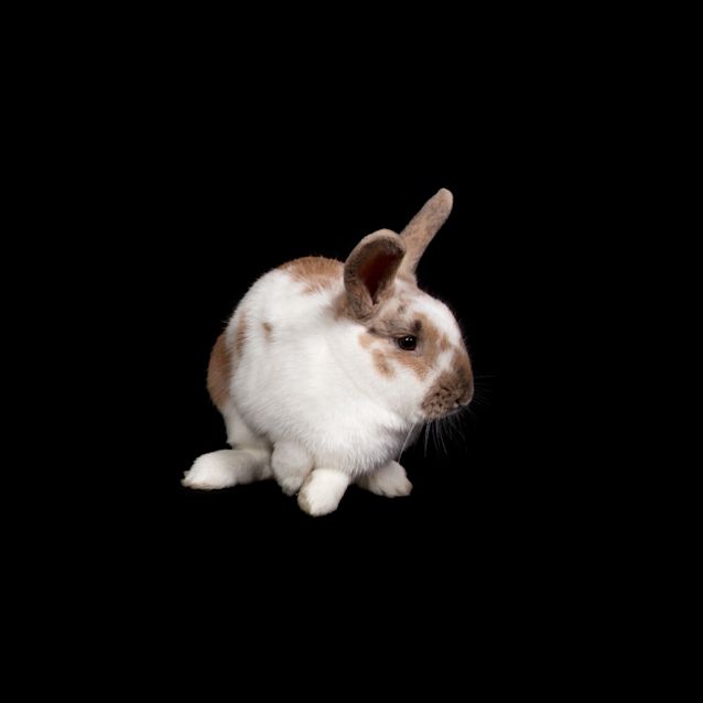 Photo of Rabunzel