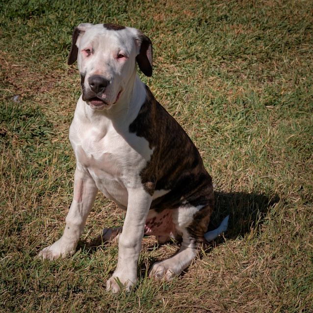 Photo of Ziggy