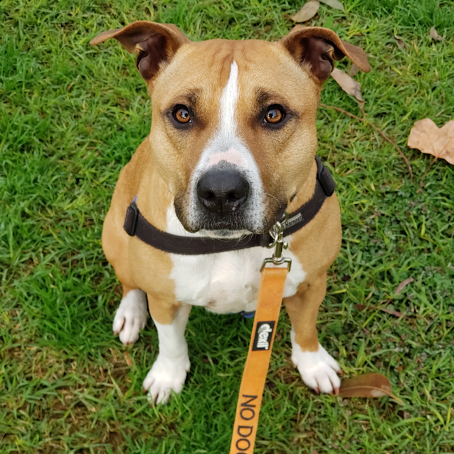 Photo of Roxie