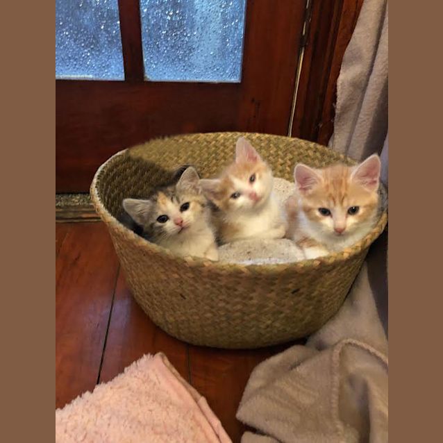 Photo of George, Ernie And Clementine