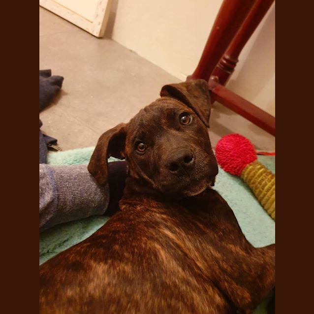 Photo of Trooper