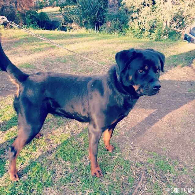 Photo of Coogee ** Pure Breed Rottweiler **