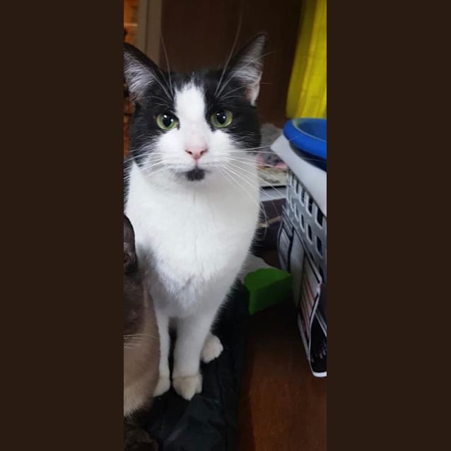 Photo of Patches 