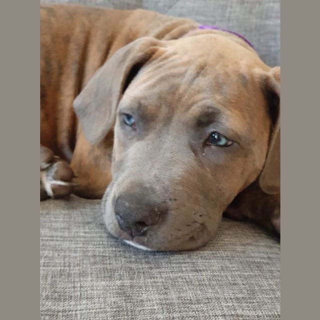 Photo of Tilly