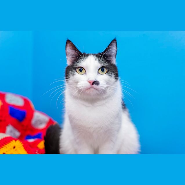 Photo of Lilly **2nd Chance Cat Rescue**