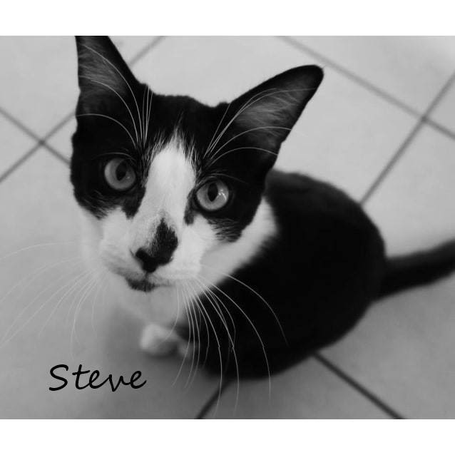 Photo of Stevie