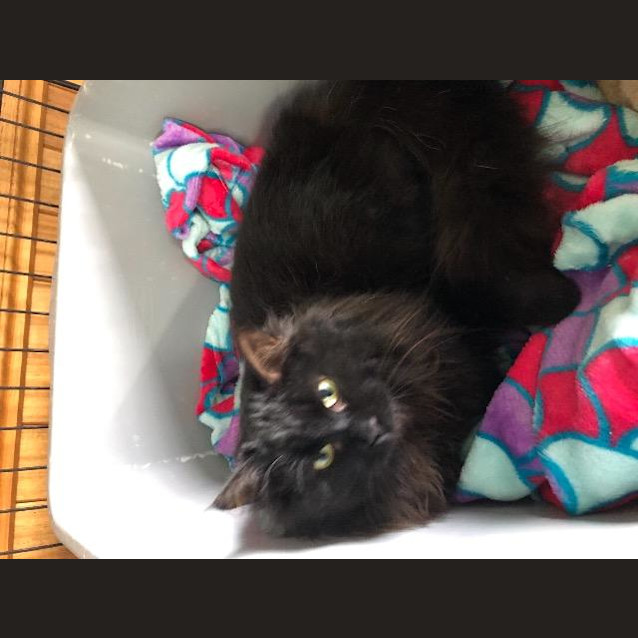 Photo of Midnight