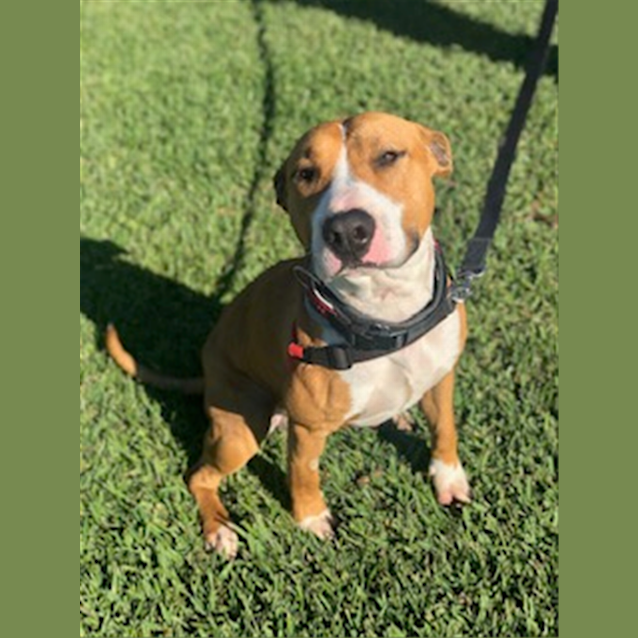 Photo of Rusty