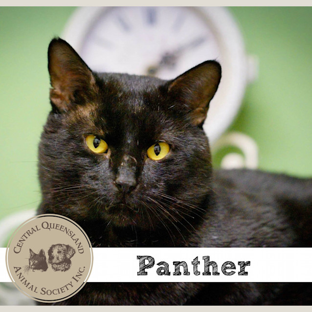 Photo of Panther 