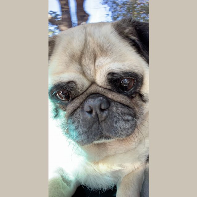 Pug bobs shop