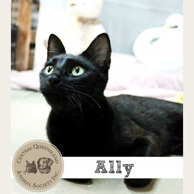 Photo of Ally 