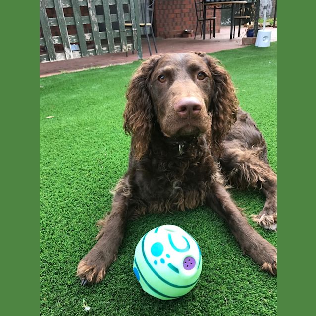 Photo of **Applications Closed** Coco