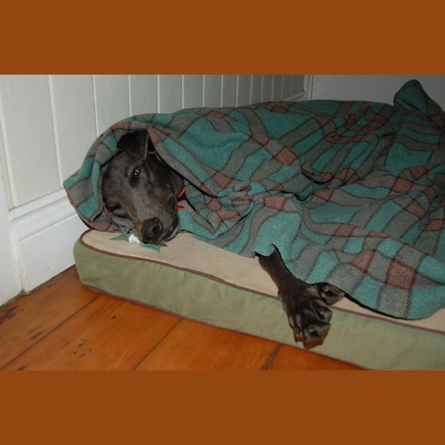 Photo of Sparkie