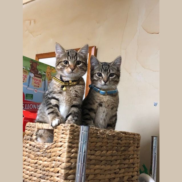 Photo of Beast Boy   Located In Pascoe Vale