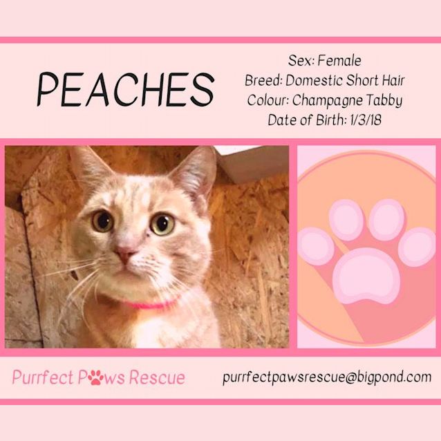 Photo of Peaches