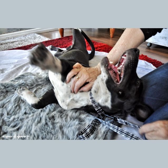 Photo of Axel ~ Border Collie X Cattle (On Trial 11/9/19)