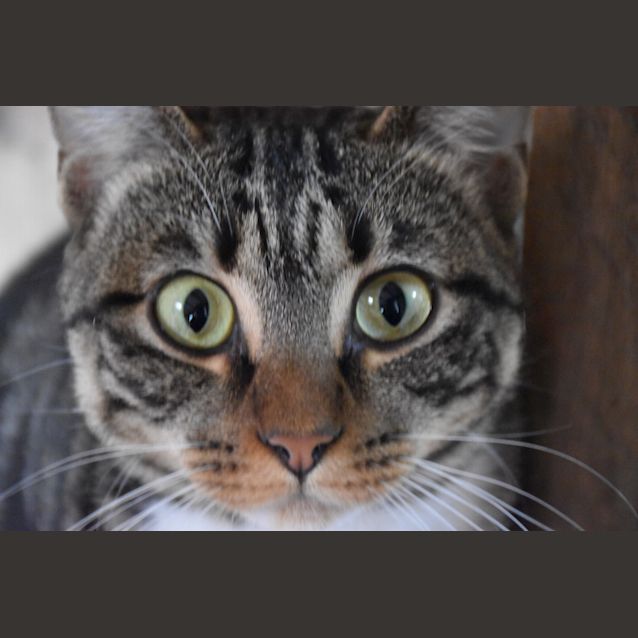 Photo of Clementine